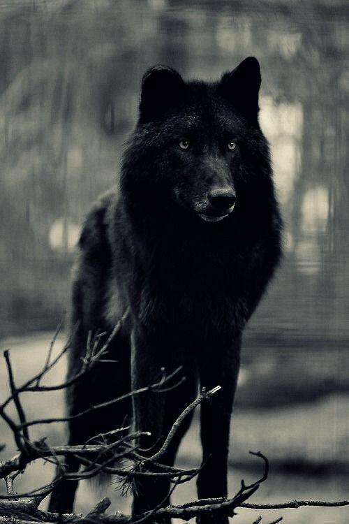 black-wolf.jpg